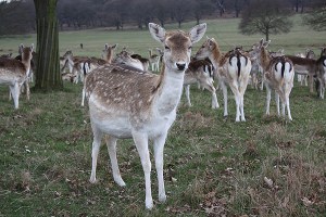 Richmond Park Deer